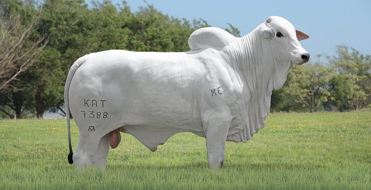 RUSTICO FIV KATISPERA